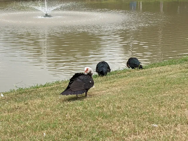BALCH SPRINGS CIVIC CENTER