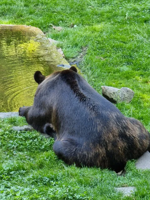 Älghägn i Skånes djurpark