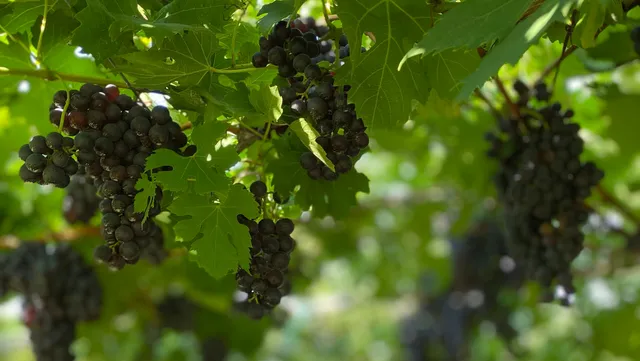 Le Brognole - Cantina Girardi