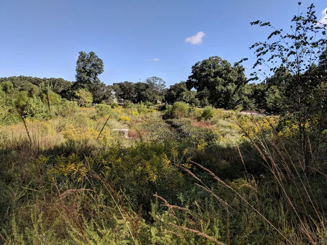 McDaniel Branch Wetlands