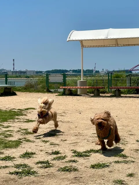 ドッグラン 無料 24時間