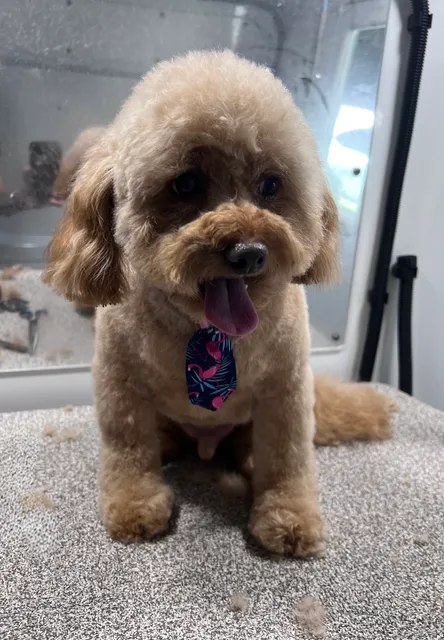 Furry Land Mobile Pet Grooming Miami