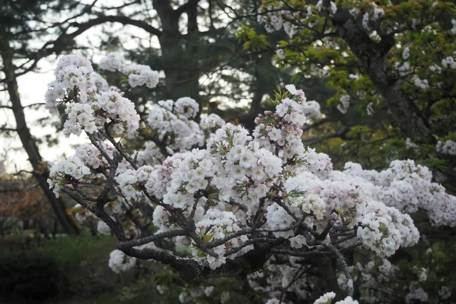 Demizu-no-Ogawa Stream