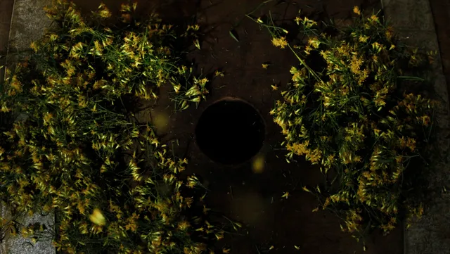 The Seed: A Living Beer Project