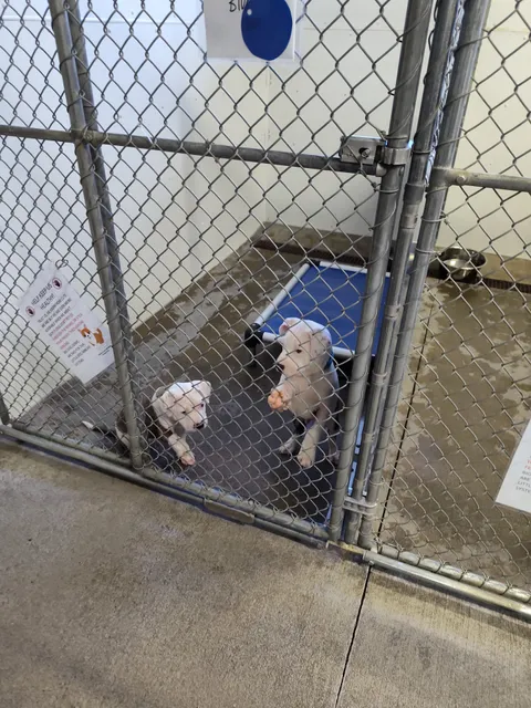 Cedar Valley Humane Society