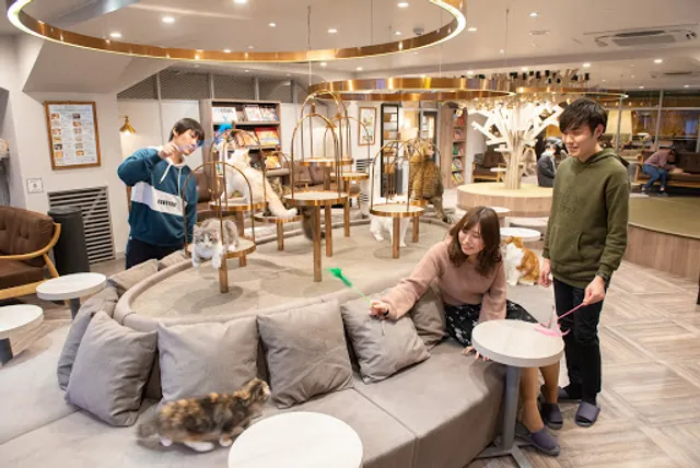 cat cafe Mocha Lounge Shibuya Koen-dori Store