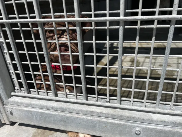 North Central Animal Shelter