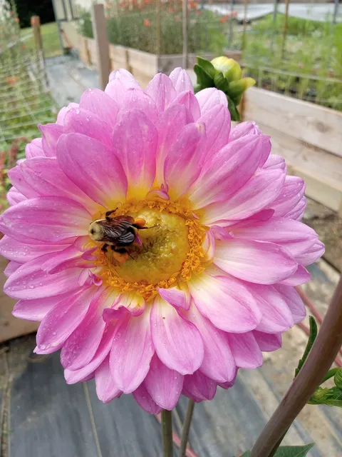 Master's Bouquet Flower Farm