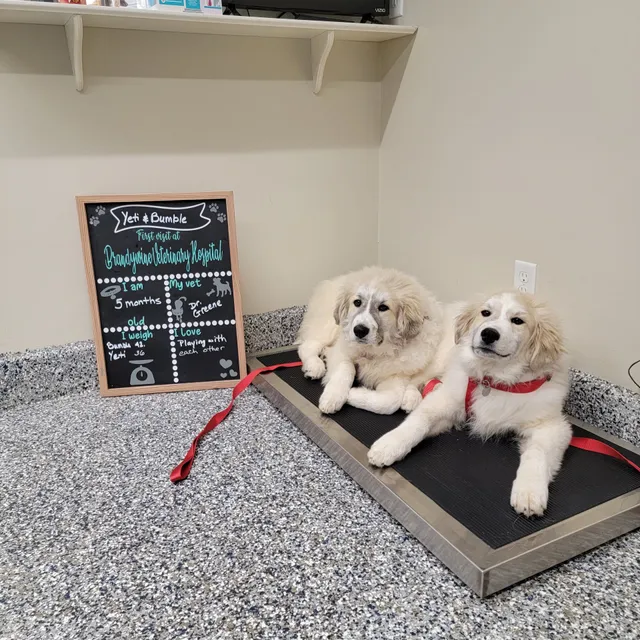 Brandywine Veterinary Hospital