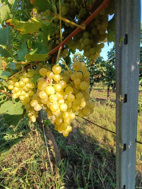 Vinařství Igor Herzán/ Apartmány Vinařství Igor Herzán