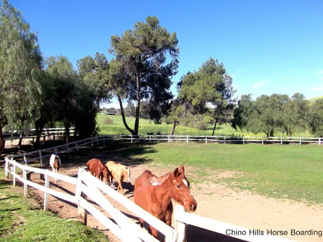 Chino Hills Retirement Horse Boarding