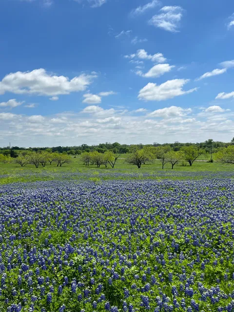 Bluebonnet West trail