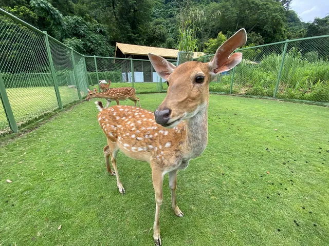 逐鹿傳說梅花鹿園