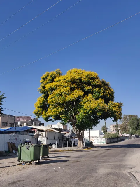 מסעדת אחים אבו גוש