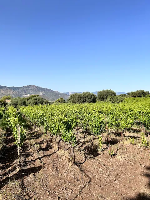 Cantina Filippo Grasso - vini Etna DOC