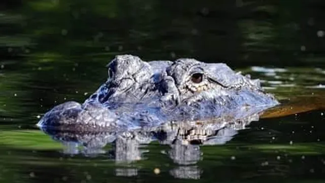 Jenny's Eco Everglades Wilderness Tours