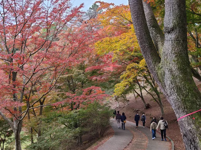 修善寺自然公園 もみじ林