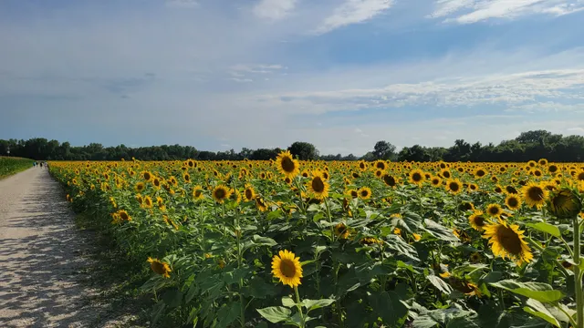 Sunflower Fields - Weldon Spring