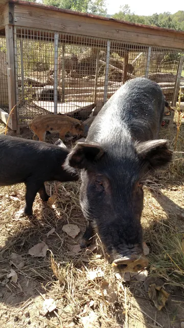 Hoch Orchard and Gardens