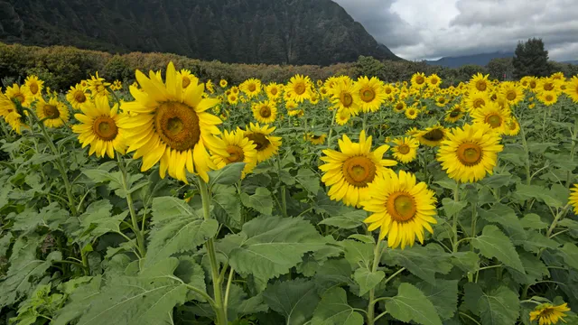 Waimānalo Country Farms