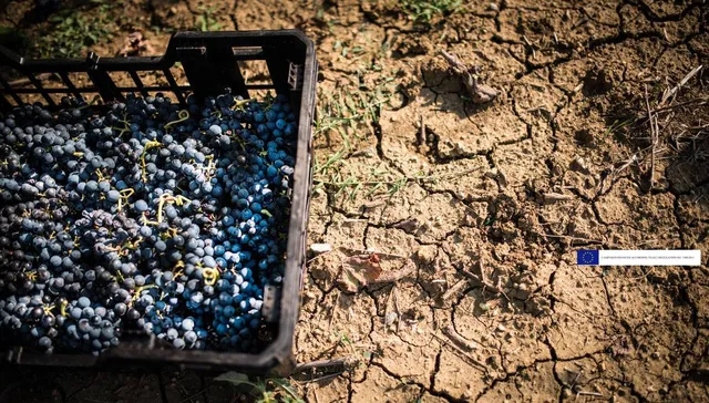Tenimenti Luigi d'Alessandro