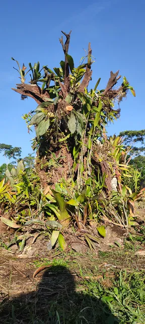 Tawasap Comunidad SHUAR