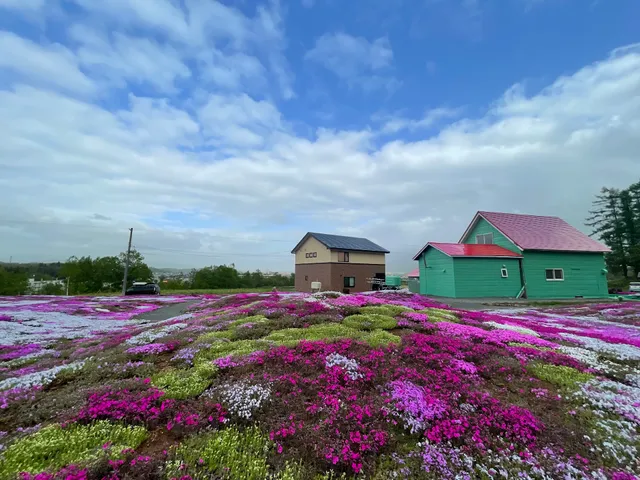 Mishima-San’s Shibazakura Garden