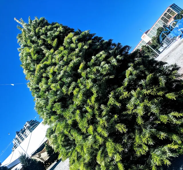 Rudolph's Christmas Trees