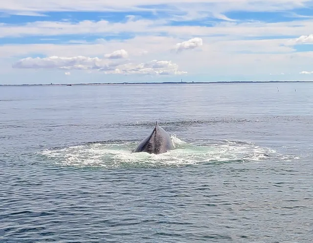 Dolphin Fleet Whale Watch