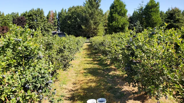 Klock Blueberry Farm