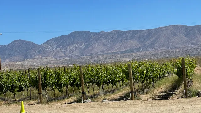 Golden Star Vineyards