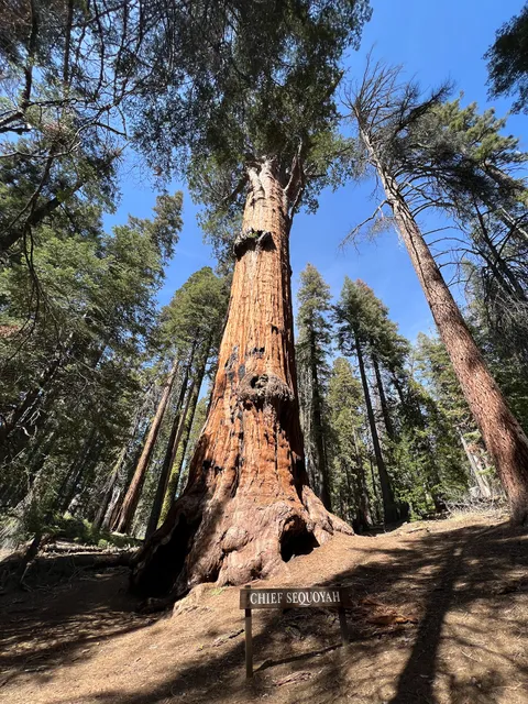 Chief Sequoyah Tree