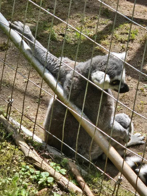 African Lion Exhibit