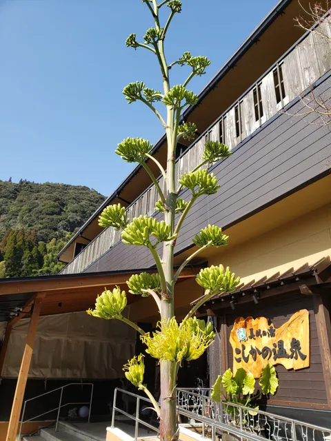 & Koshikano Hot Spring