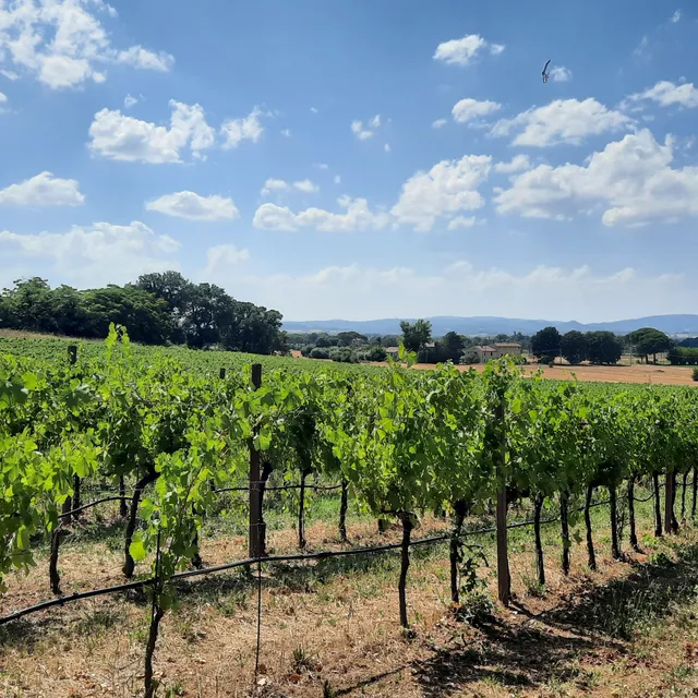 Cantina SAIO Assisi Degustazione vino, olio e prodotti tipici