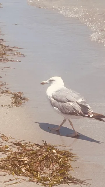 Vimarsol, SL - My Carmen AV