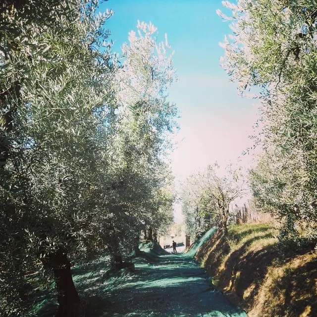 Stirpe Azienda Agricola