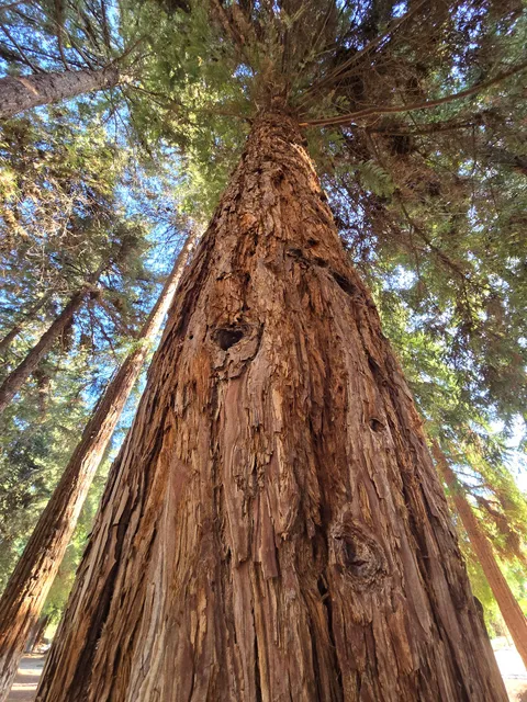 Redwood Grove Trailhead