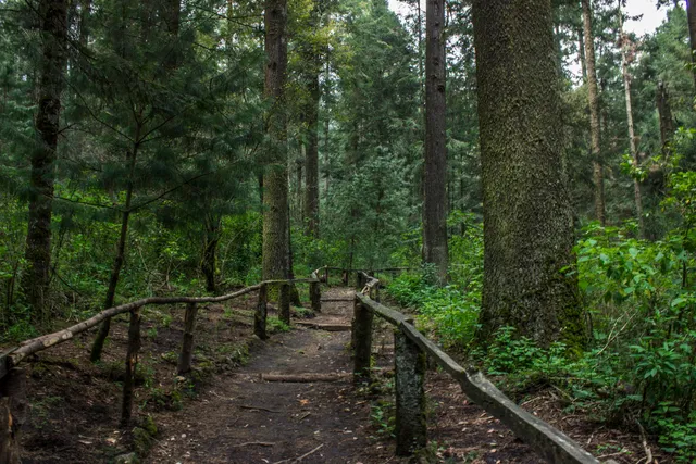 Área Natural Protegida Desierto de los Leones (Centro de Conservación "El Pantano")