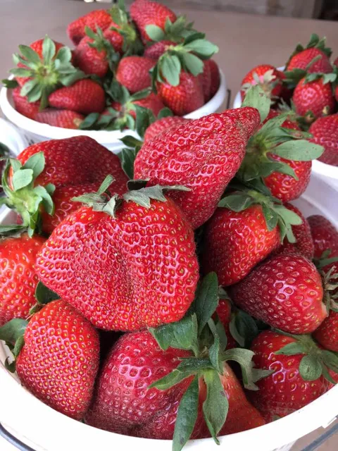 Hickory Bluff Berry Farm