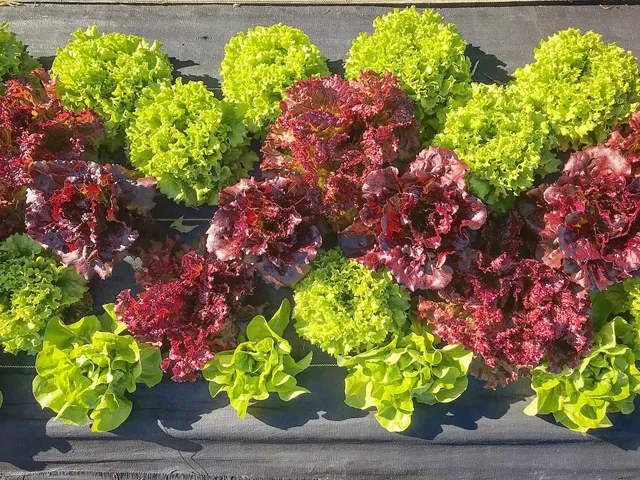 Bountiful Harvest Farms