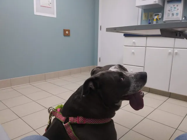 Delaware Valley Veterinary Hospital