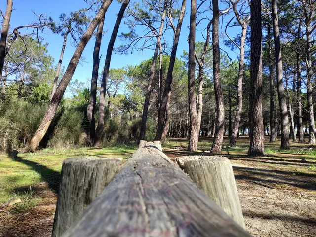 The pine forest of Le Barcarès