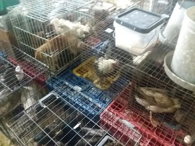 Veedersburg Sale Barn Inc