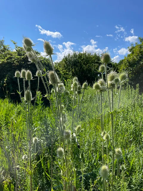 Servite Park Preserve
