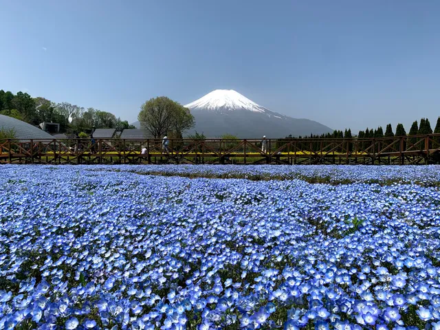 Yamanakako Hana-no-miyako Park Seiryu-no-sato