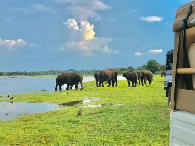 Minneriya jeep safari by jis