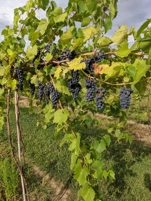 Dragonfly Vineyard and Wine Cellar