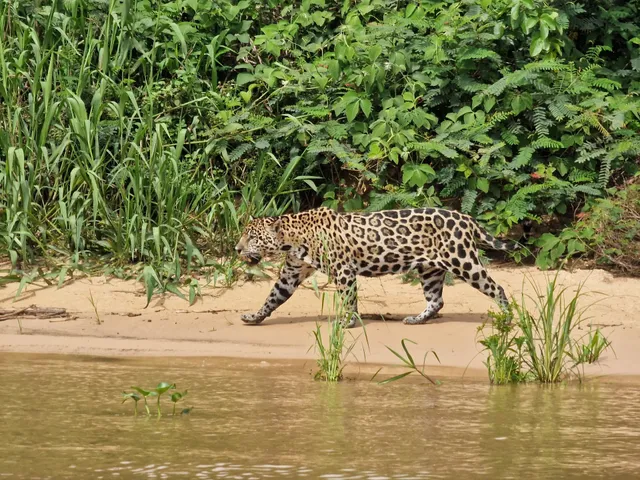 North Pantanal
