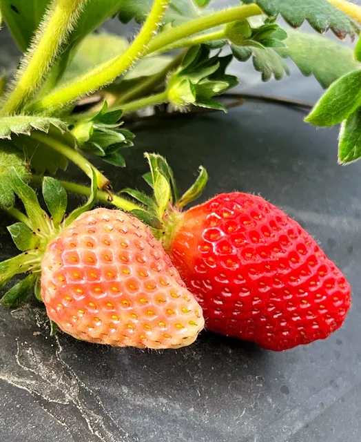 Fresh Strawberry Farm